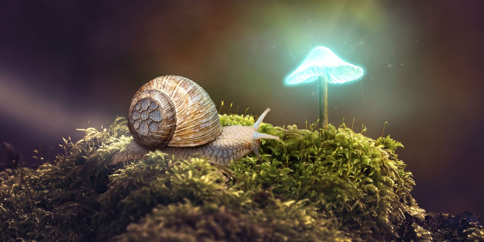 snail-4093461_1920 - simisi1 de Pixabay